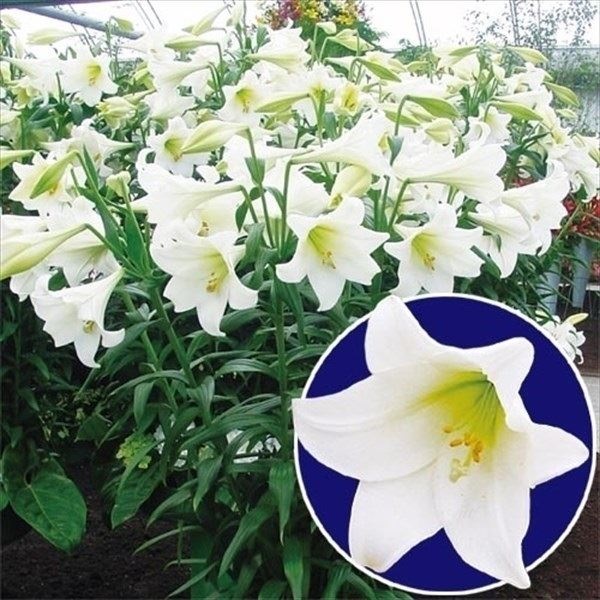 ユリ 球根 鉄砲ユリ 白花