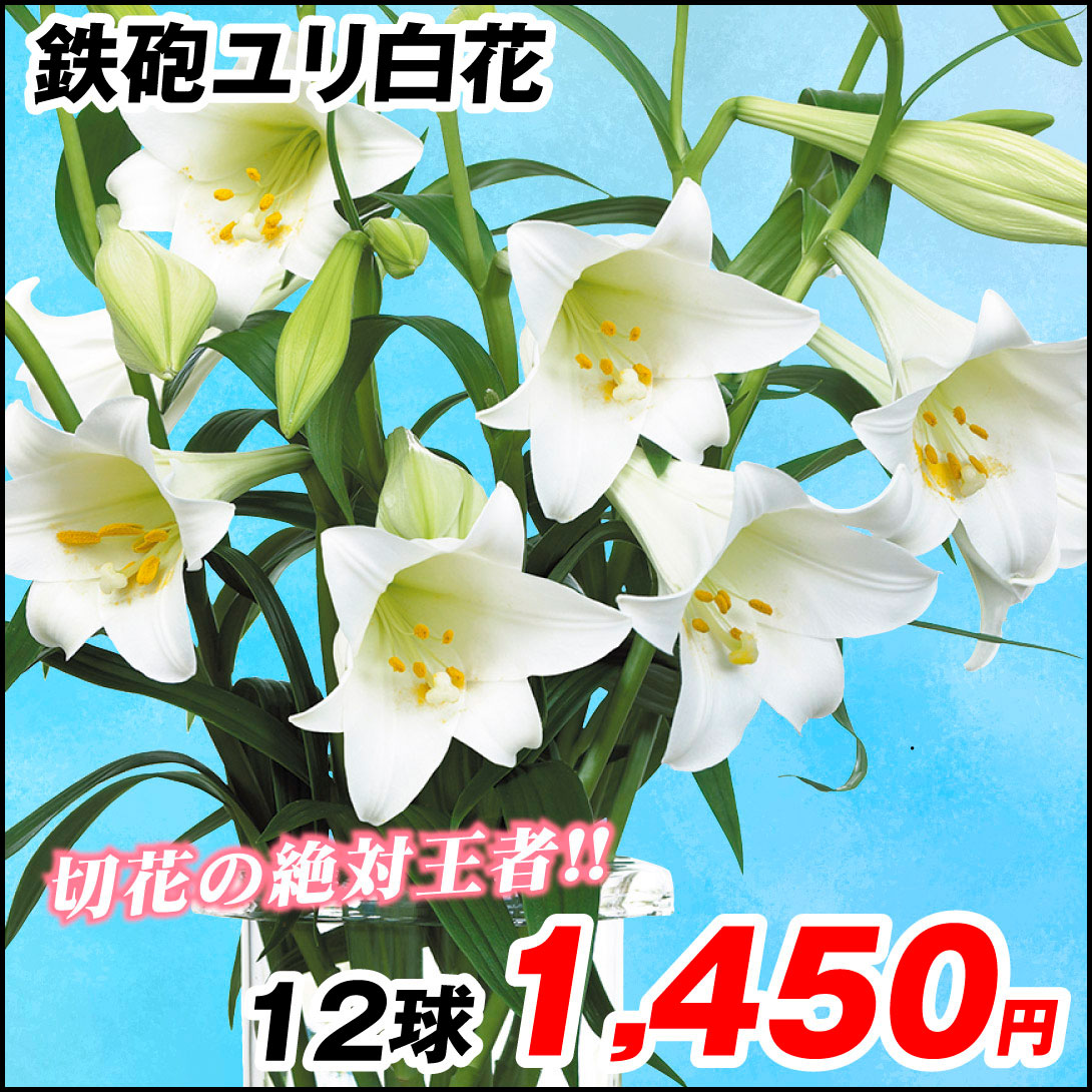  鉄砲ユリ 白花　12球