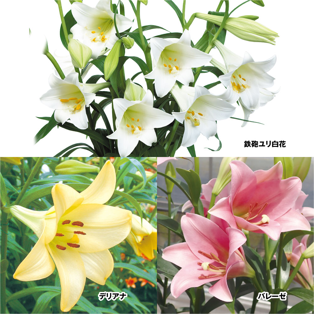 ユリ 球根 鉄砲ユリ 切花向き鉄砲ユリセット 3種12球