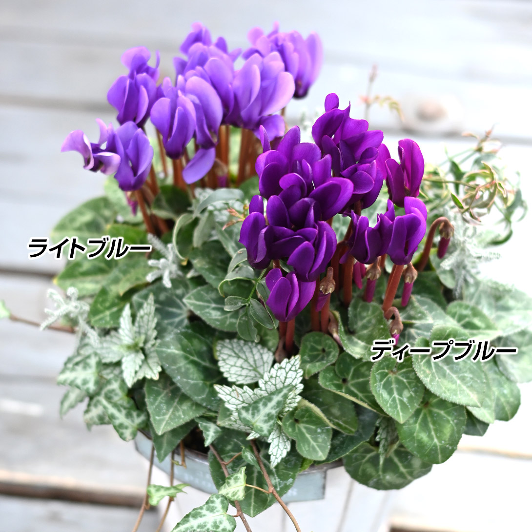花苗 シクラメン ドラゴンセット 2種4株