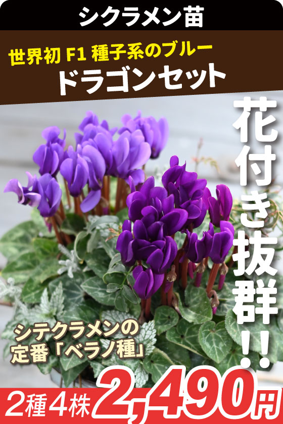 花苗 シクラメン ドラゴンセット