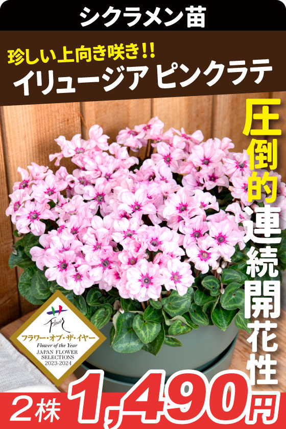 花苗 シクラメン イリュージア ピンクラテ