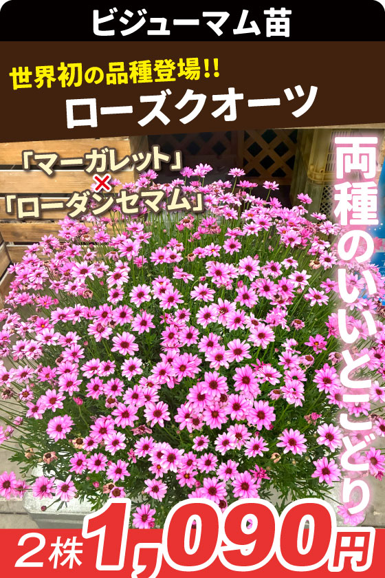 花苗 ビジューマム ローズクオーツ