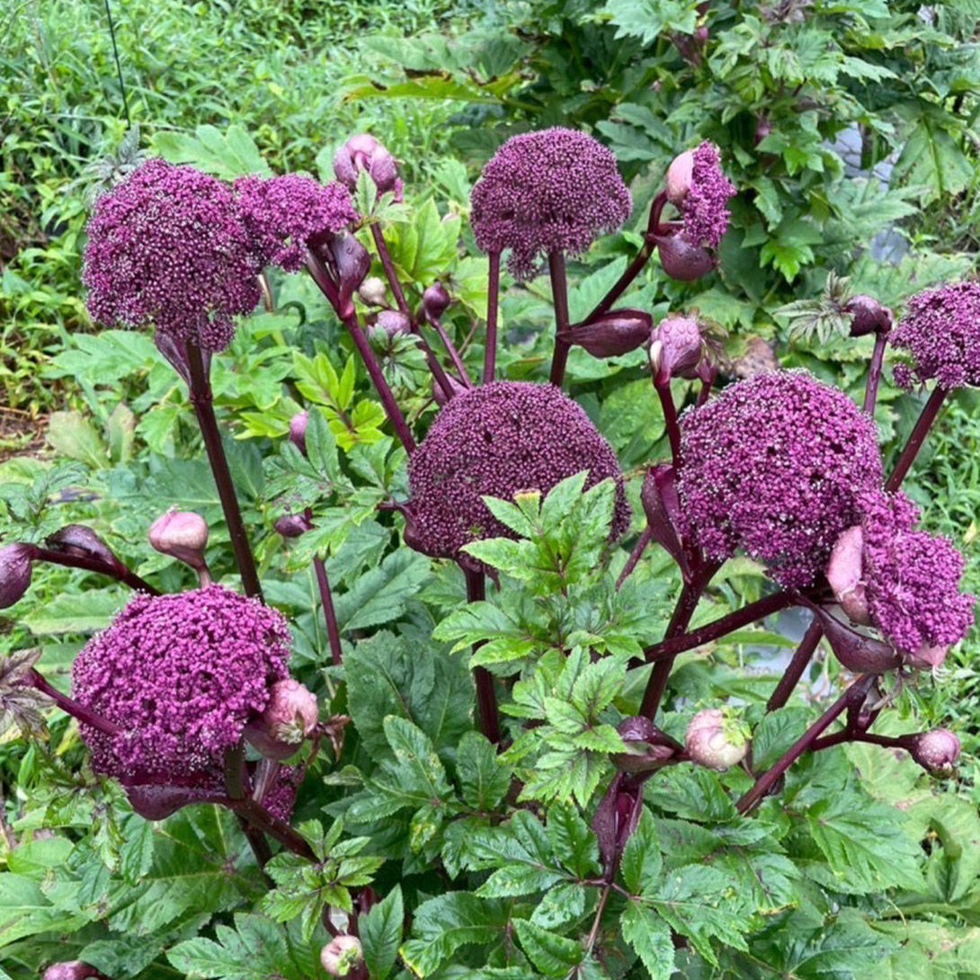 花苗 アンジェリカ ギガス 2株