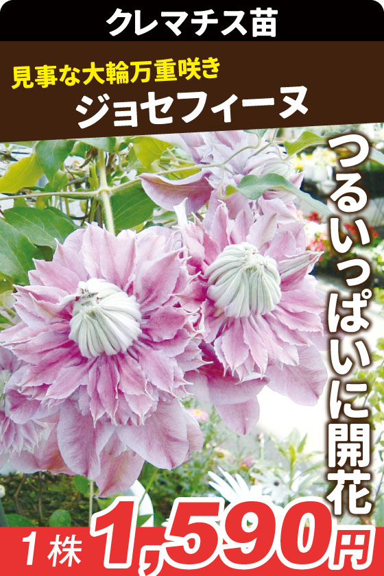 花苗 クレマチス ジョセフィーヌ