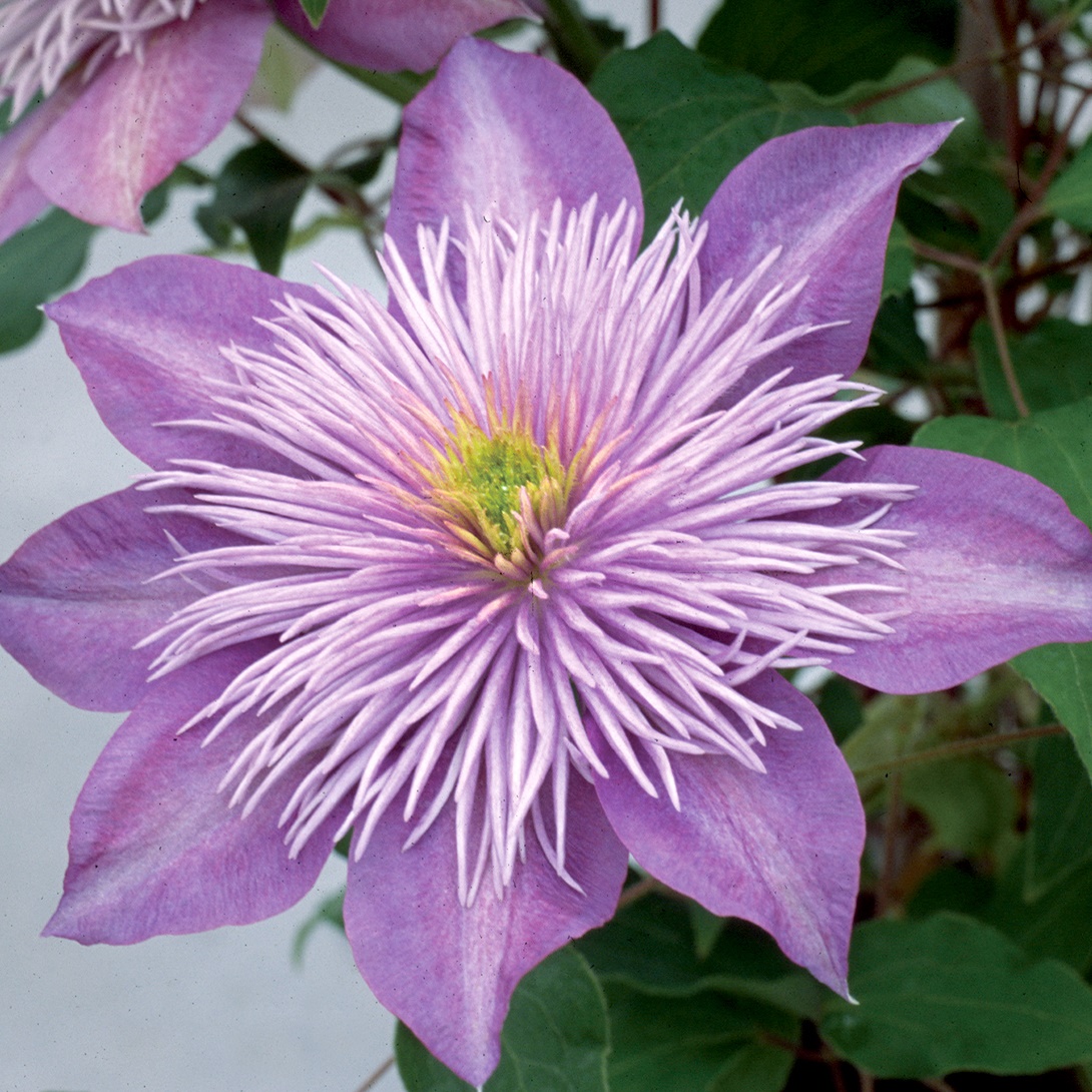 花苗 クレマチス クリスタルファウンテン 1株