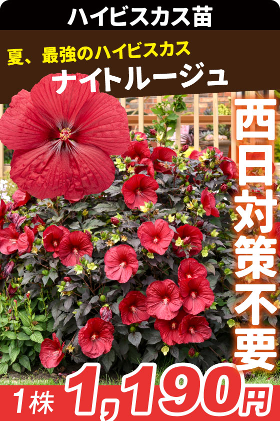 花苗 宿根ハイビスカス サマリフィック ナイトルージュ