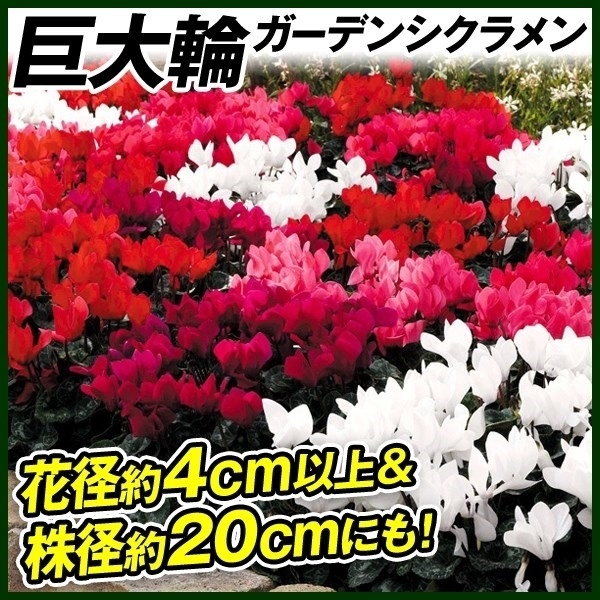 花苗 超巨大輪ガーデンシクラメン（花芽つき・花色無選別）