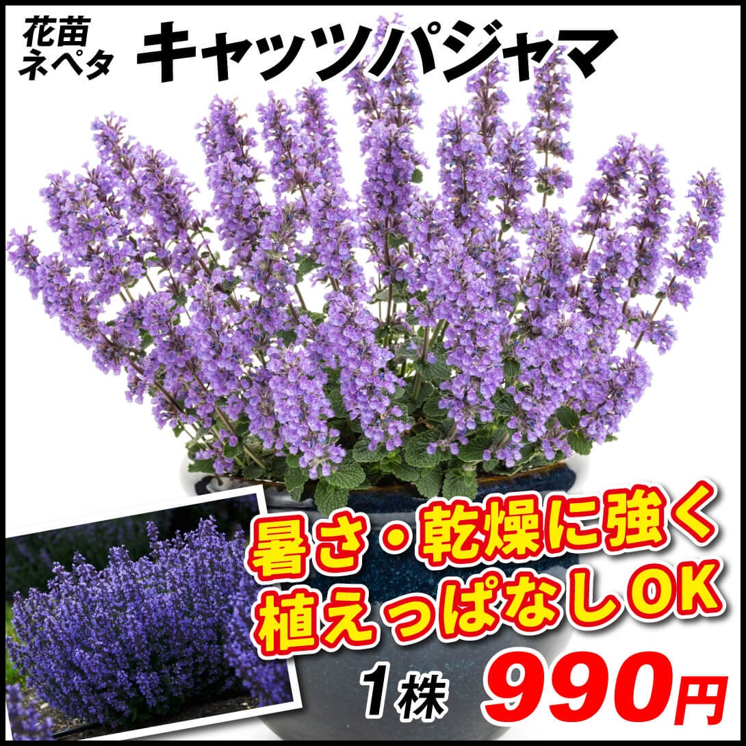 花苗 ネペタ キャッツパジャマ 1株