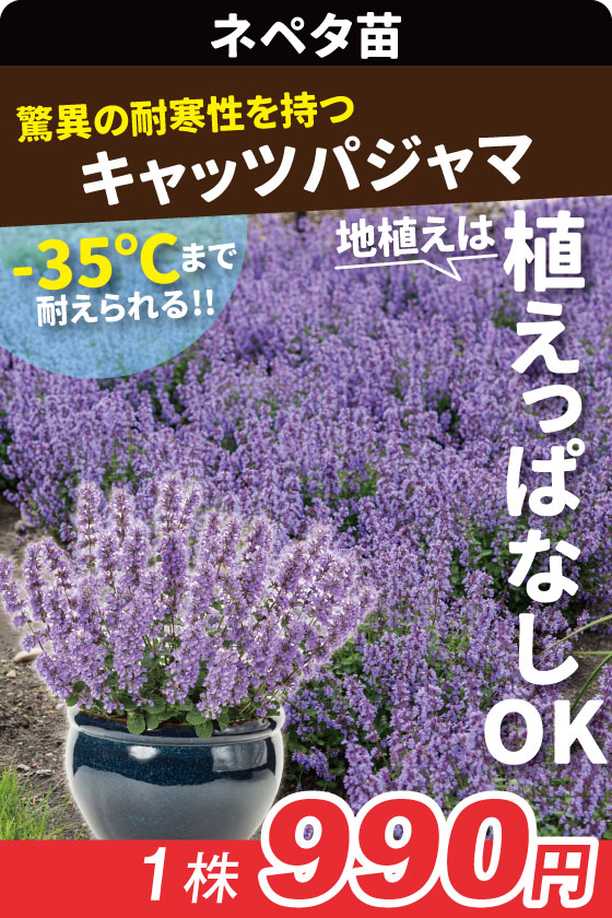 花苗 ネペタ キャッツパジャマ