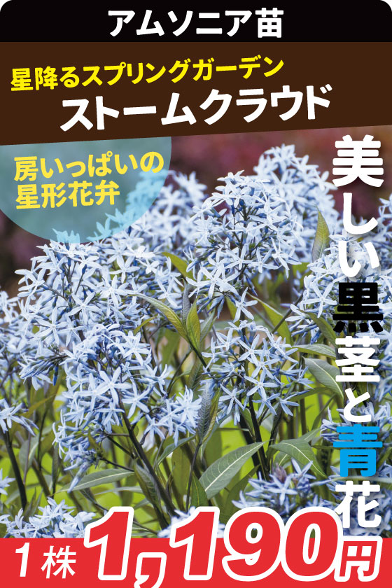 花苗 アムソニア ストームクラウド