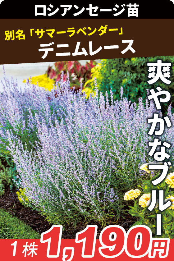 花苗 ロシアンセージ デニムレース