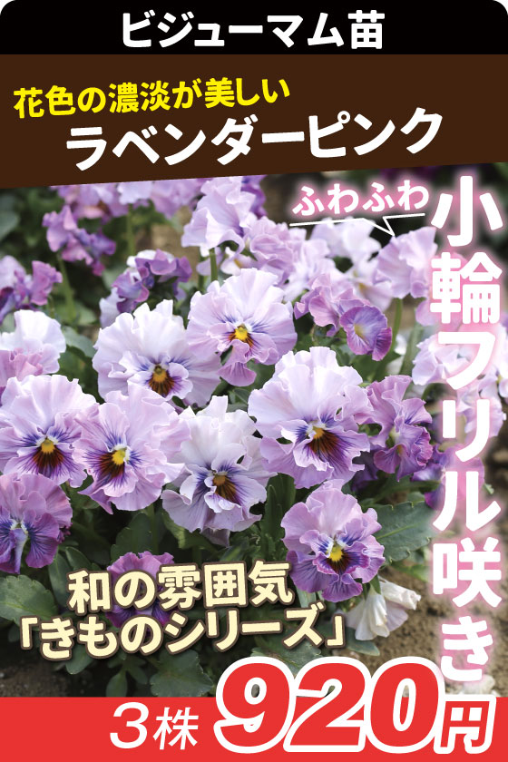 花苗 パンジー F1きもの ラベンダーピンク