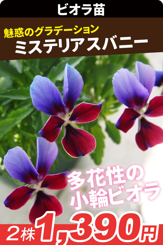 花苗 ビオラ ミステリアスバニー