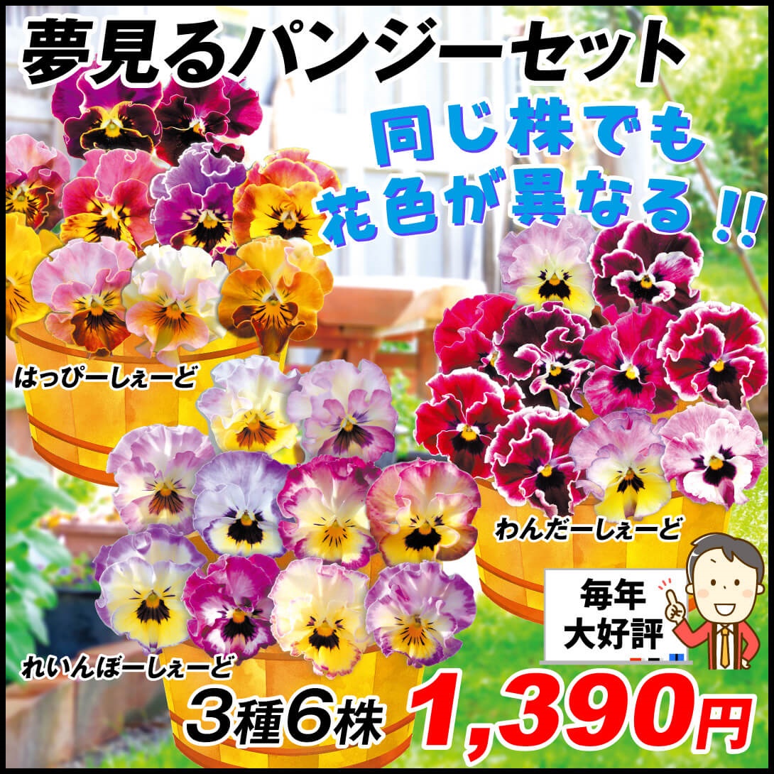 花苗 パンジー 夢見るパンジーセット 3種6株
