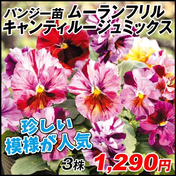 花苗 パンジー ムーランフリル キャンティルージュミックス（花色無選別） 3株