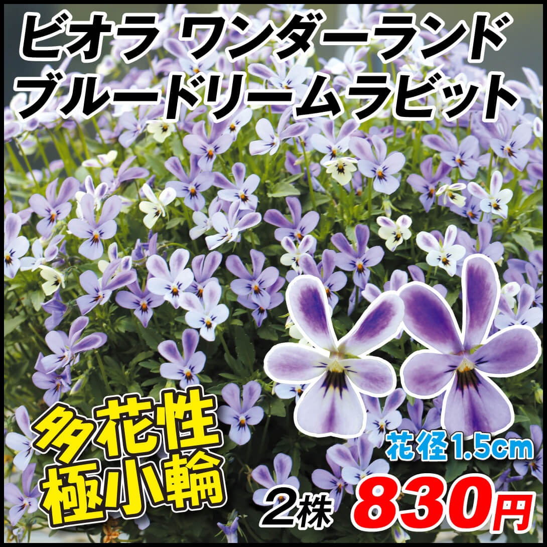 花苗 ビオラ ワンダーランドブルードリームラビット 2株