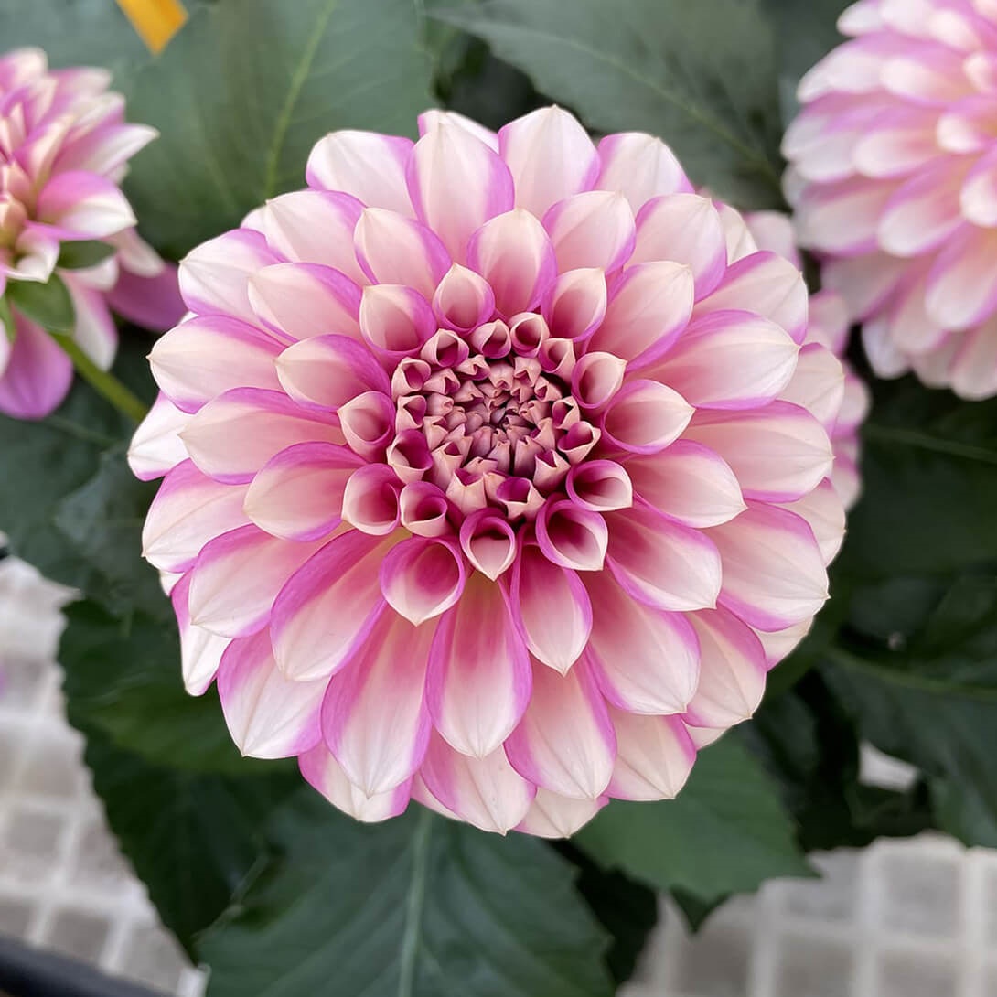 花苗 マダムダリア ローズスワール 2株