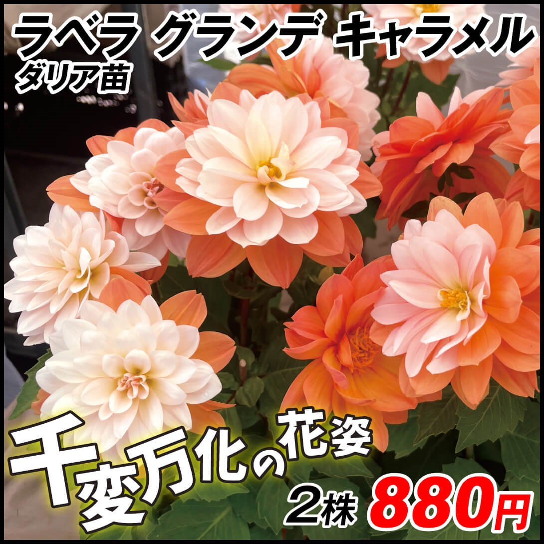 花苗 ダリア ラベラ グランデ キャラメル 2株