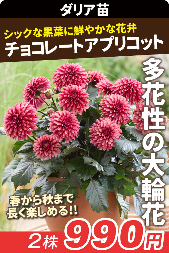 花苗 ダリア ラベラグランデ チョコレートアプリコット