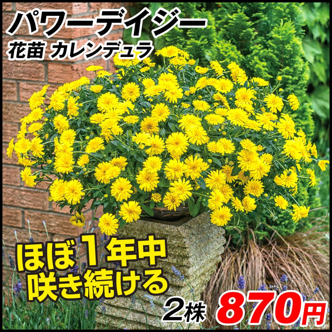 花苗 カレンデュラ パワーデイジーPVP 2株