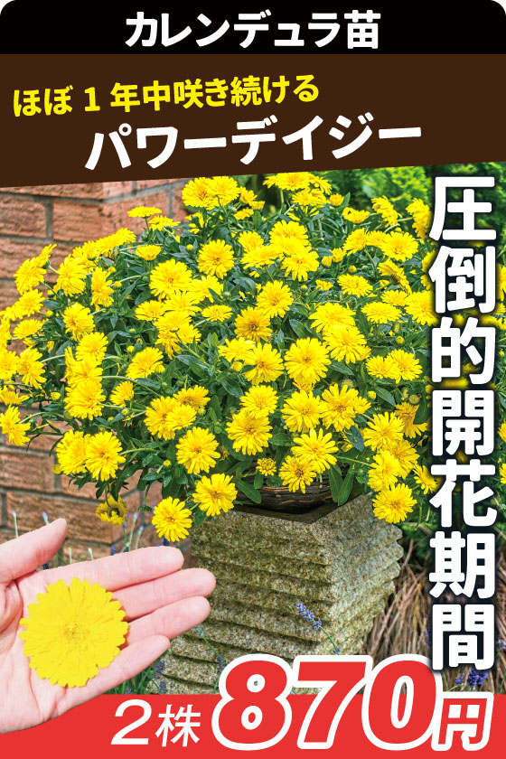花苗 カレンデュラ パワーデイジー