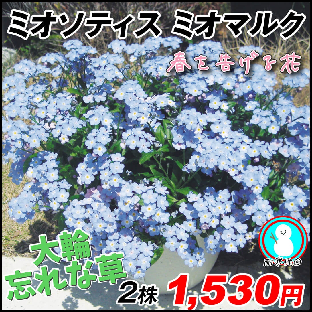 花苗 ミオソティス ミオマルクPVP 2株