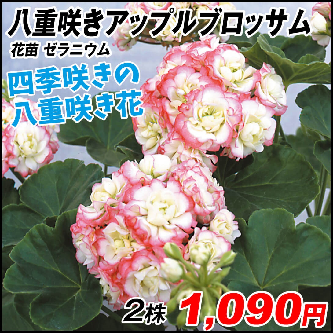 花苗 ゼラニウム 八重咲アップルブロッサム 2株