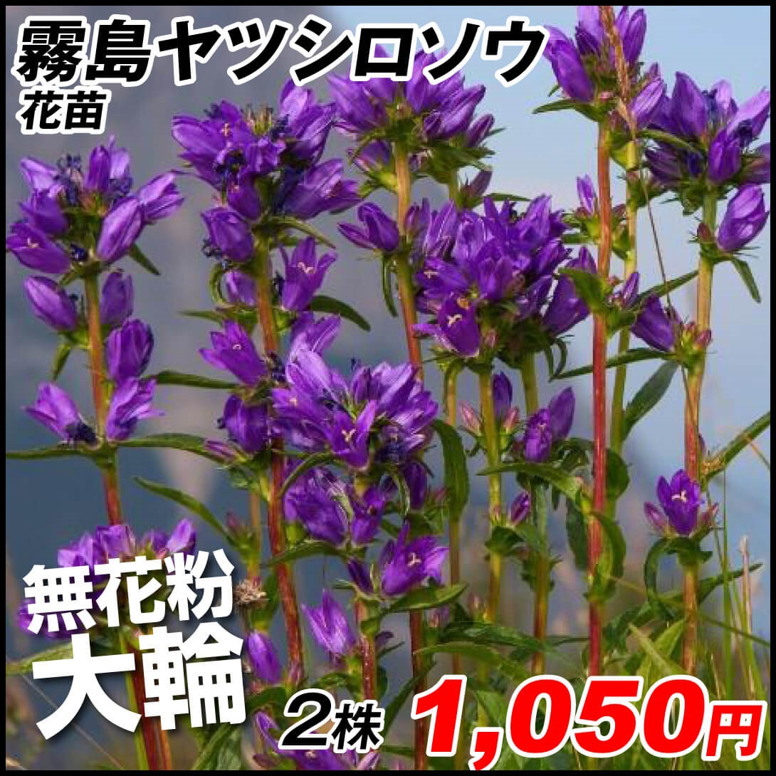 花苗 ヤツシロソウ 霧島ヤツシロソウPVP 2株
