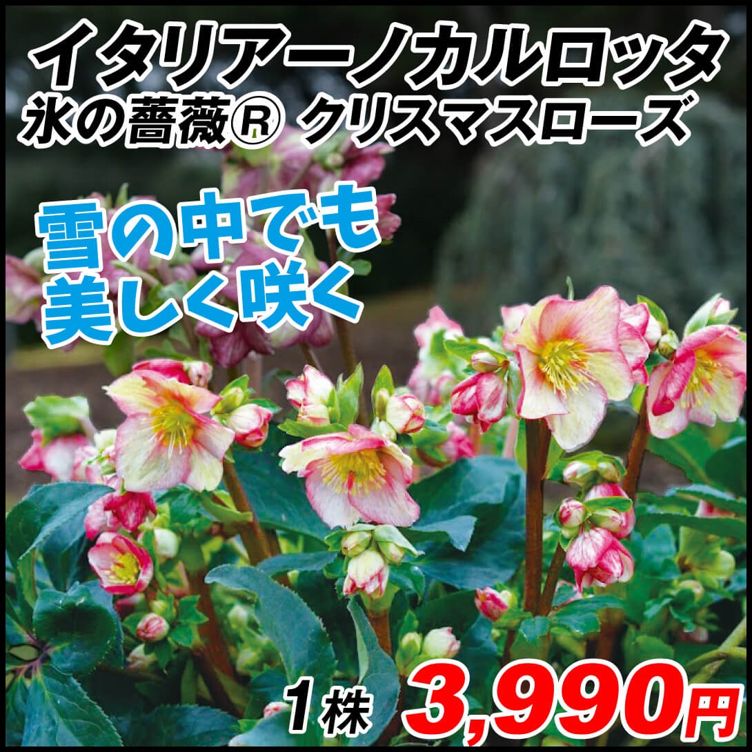 花苗 クリスマスローズ 氷の薔薇Rシリーズ イタリアーノ カルロッタ 1株