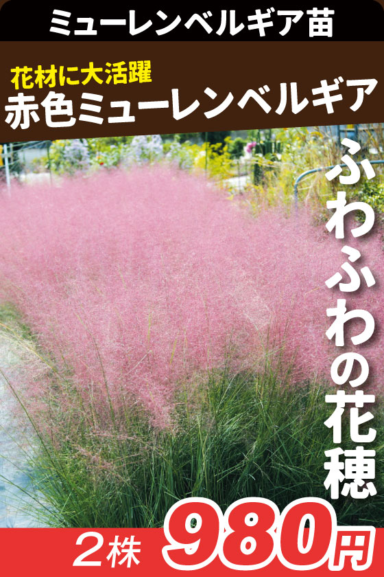 花苗 ミューレンベルギア