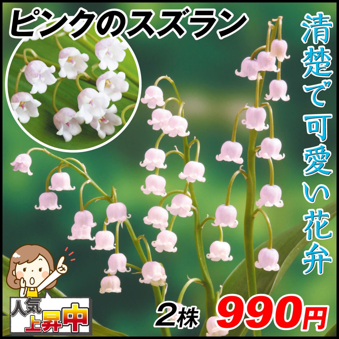 花苗 ドイツスズラン ピンクのスズラン 2株