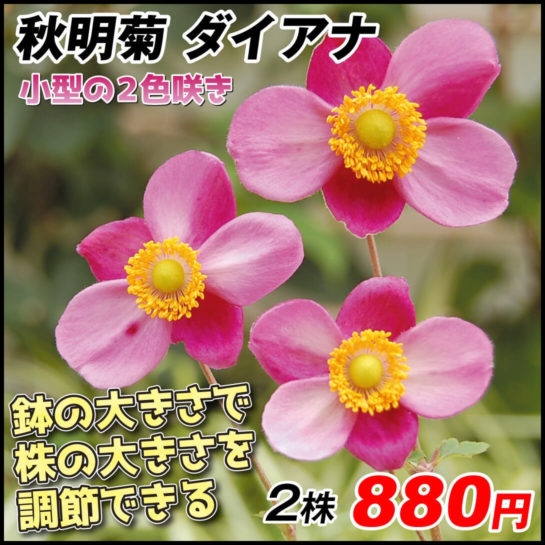 花苗 秋明菊 ダイアナ 2株