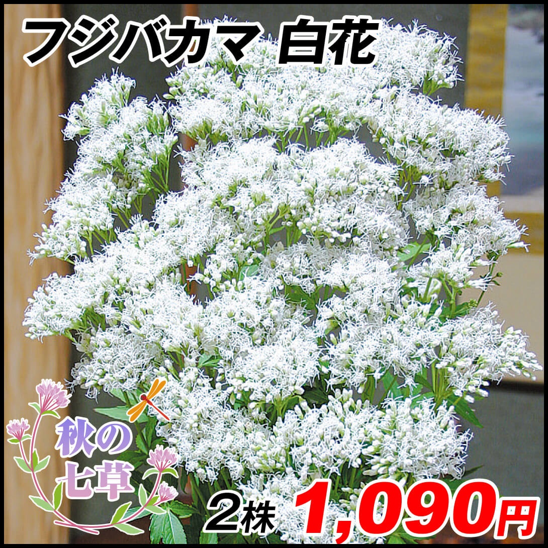 山野草 フジバカマ 白花フジバカマ 2株