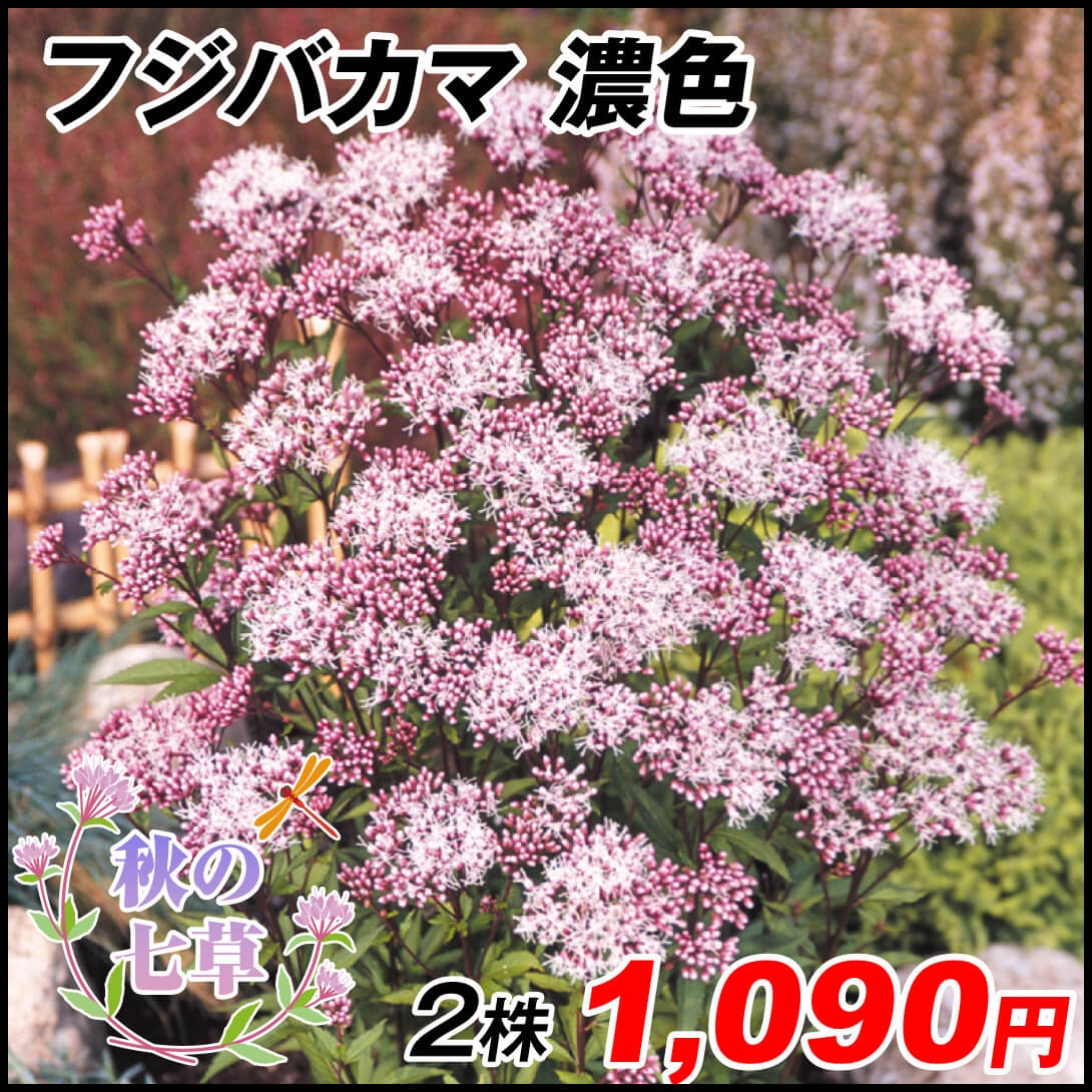 山野草 フジバカマ 濃色フジバカマ 2株