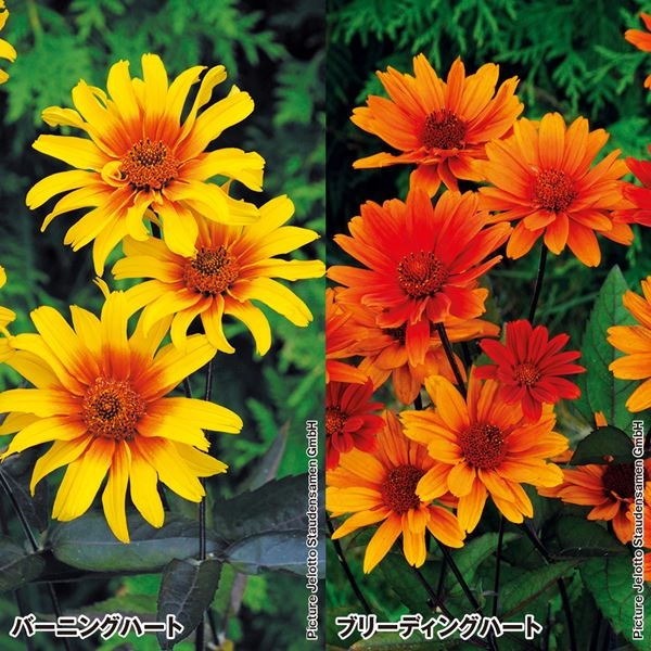 花苗 ヘリオプシスセット 2種6株