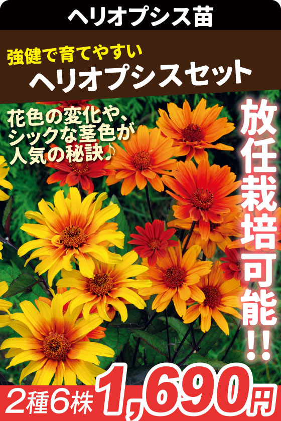 花苗 ヘリオプシスセット