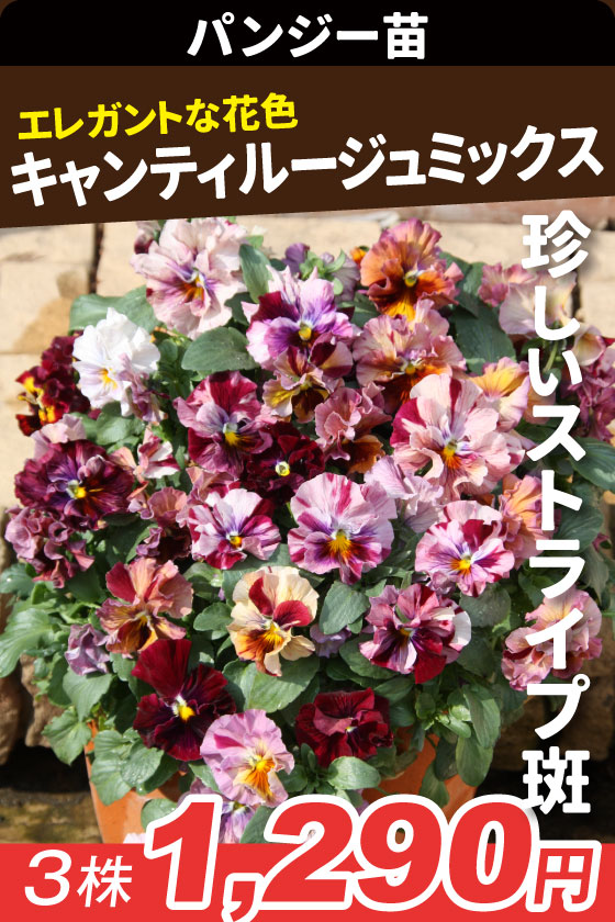 花苗 パンジー キャンティルージュミックス