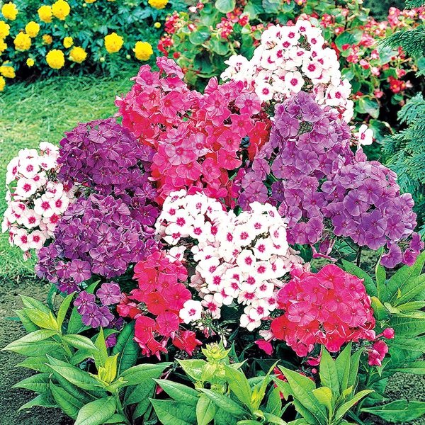 花苗 お買得フロックスセット 4種4株