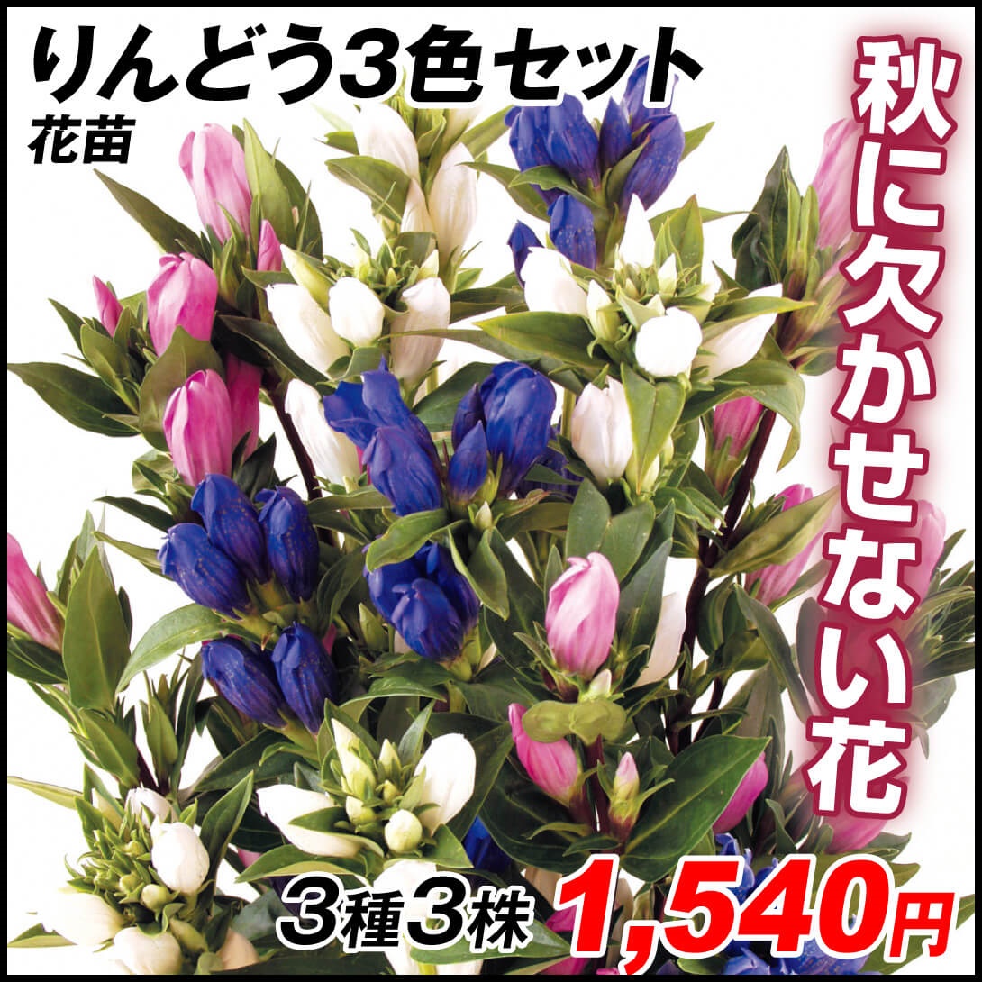 花苗 リンドウ 3色セット 3種3株