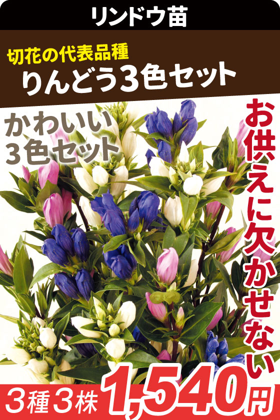 花苗 りんどう3色セット