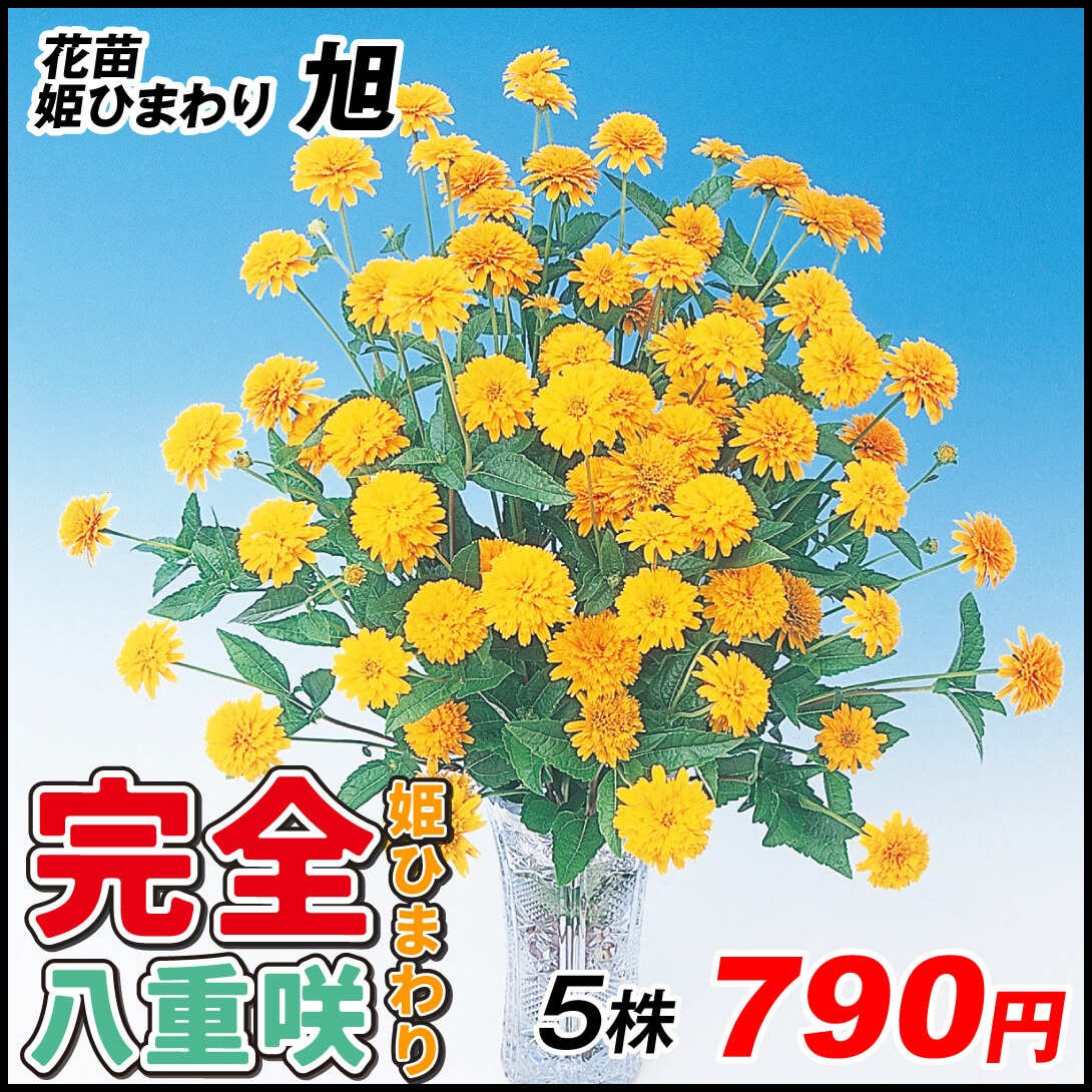 花苗 姫ひまわり 旭 5株