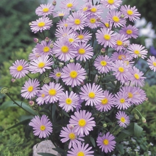 花苗 ボルドー菊 3株