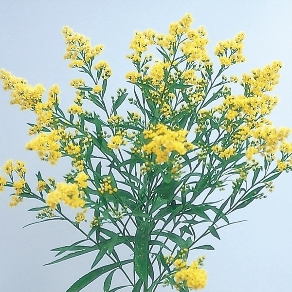 花苗 ソリダスター 2株