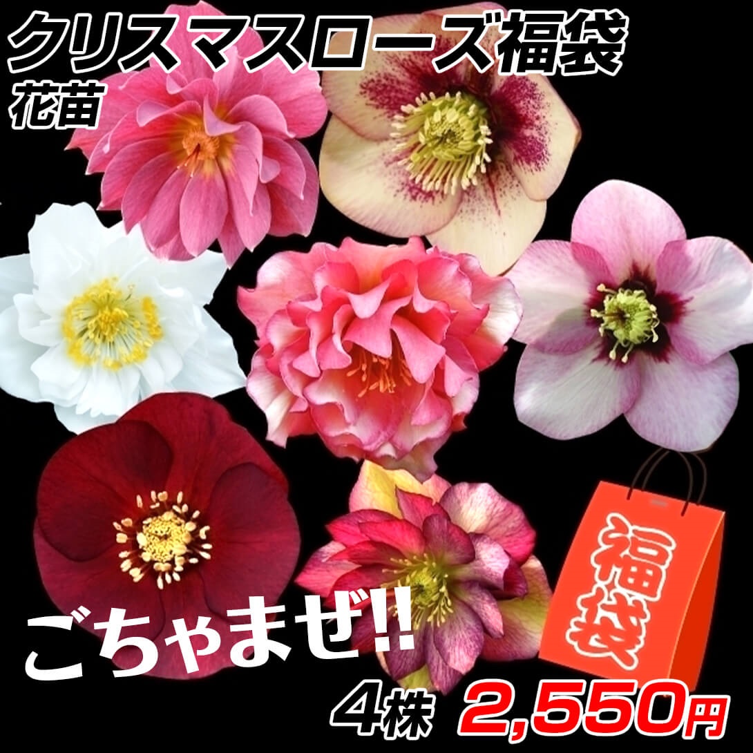 花苗 クリスマスローズ福袋 4株