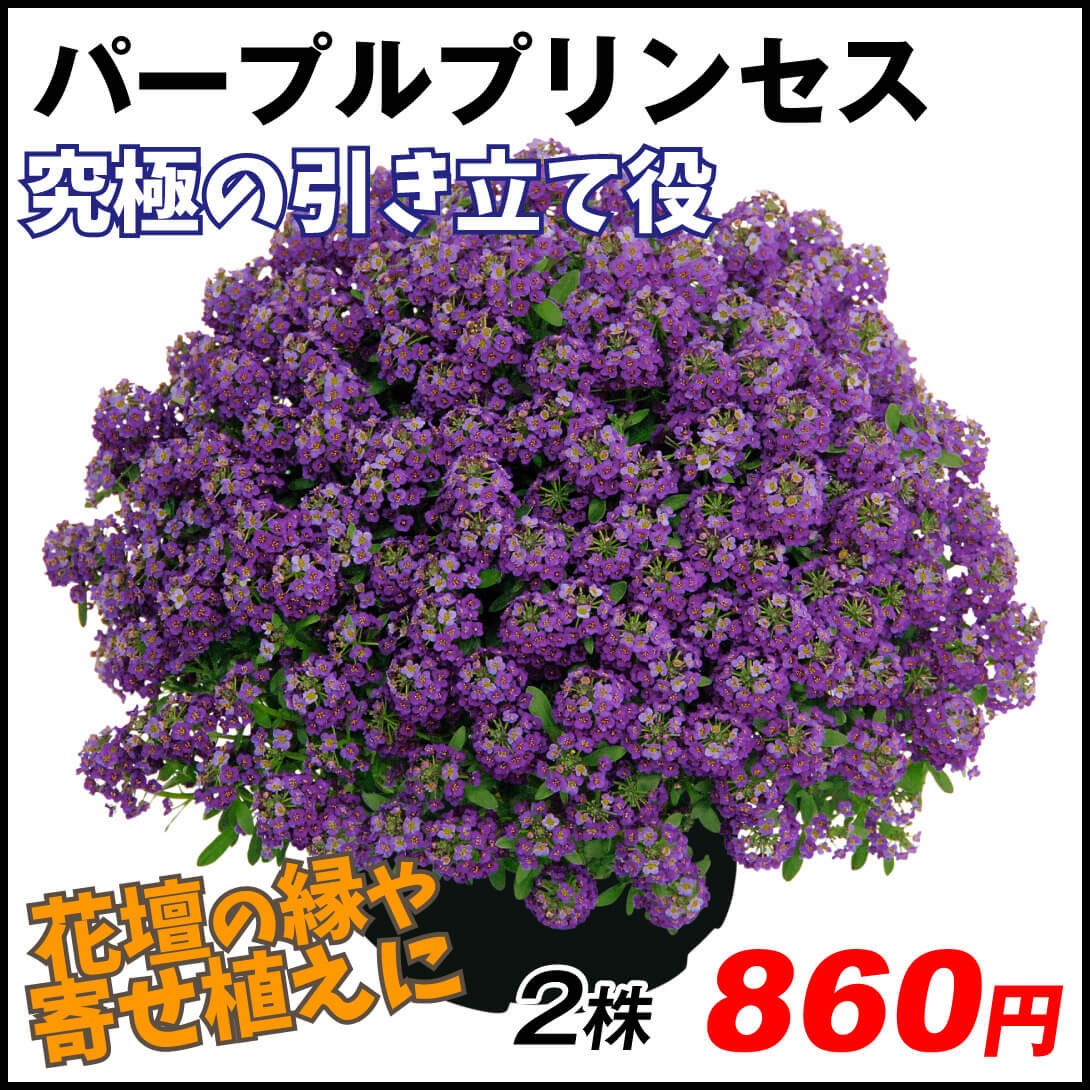 花苗 スーパーアリッサム パープルプリンセス PVP 2株
