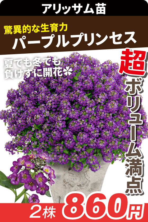 花苗 スーパーアリッサム パープルプリンセス
