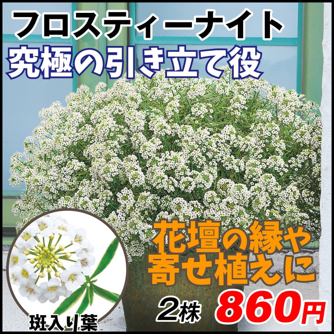 花苗 スーパーアリッサム フロスティーナイトPVP 2株