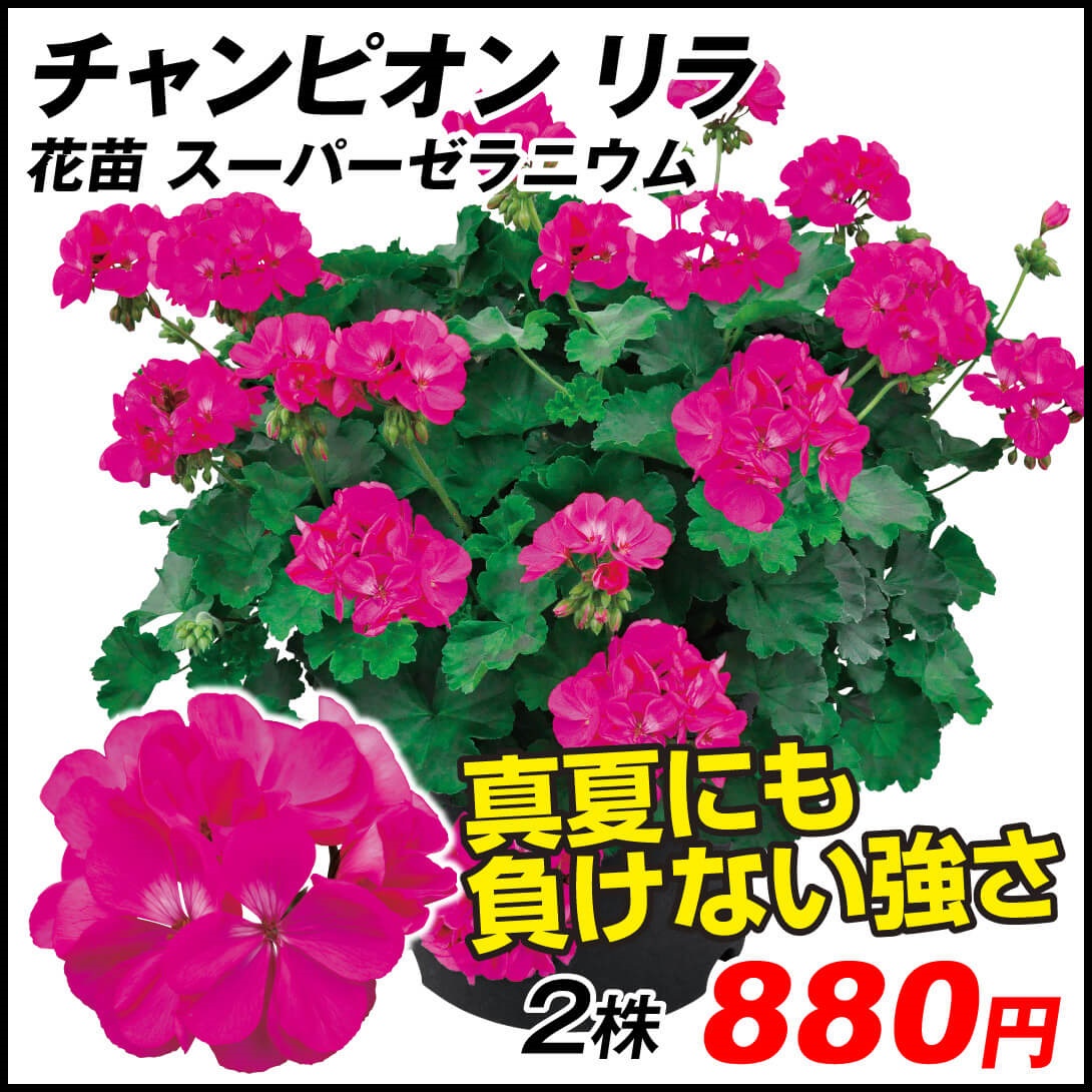 花苗 スーパーゼラニューム チャンピオン リラPVP 2株