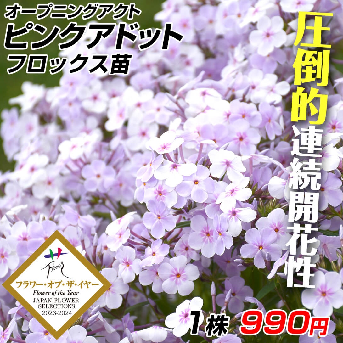 花苗 宿根フロックス オープニングアクト ピンクアドット  1株
